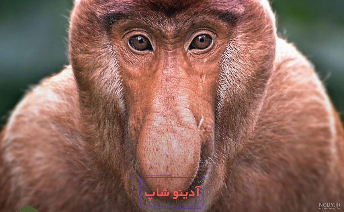 مشخصات و خرید عروسک گاو دماغ گنده با بند آویز در 2 رنگ | فروشگاه اینترنتی  پیویو