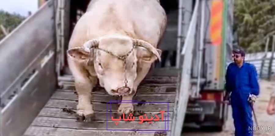 مشرق نیوز - عکس/ بزرگ‌ترین گاو دنیا