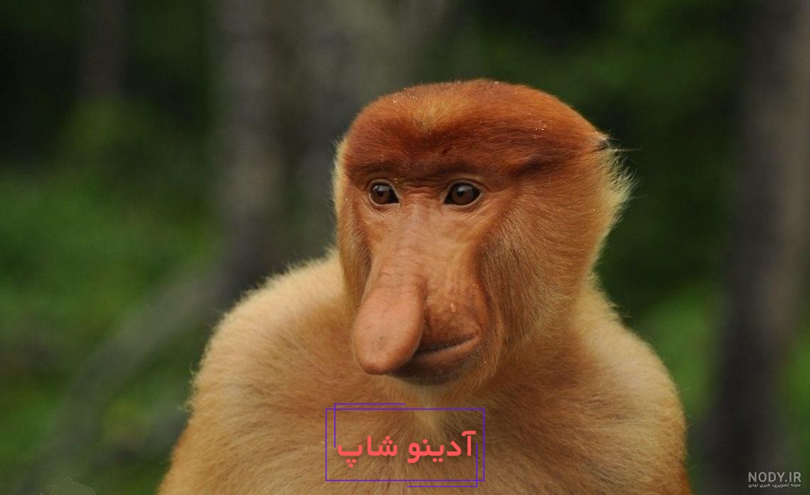 مشرق نیوز - عکس/ گونه‌های عجیب و غریب میمون‌ها