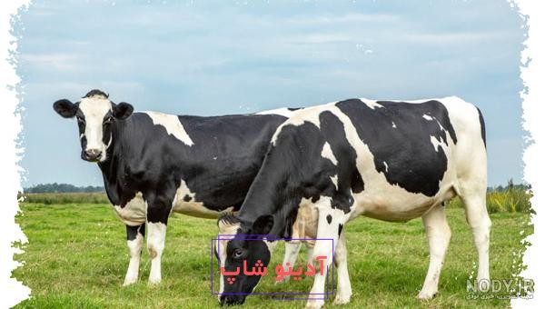 مشهورترین انواع نژاد گاو در دنیا کدام اند؟ انواع نژاد گاو شیری و گوشتی |  فارموژن