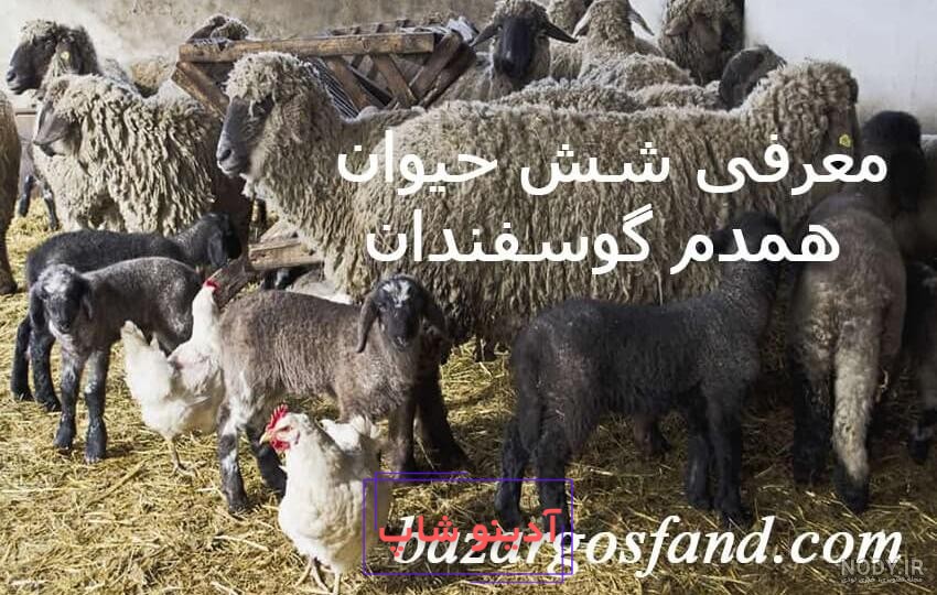 وکتور حیوانات مزرعه-گاو -گوسفند-اسب -الاغ-مرغ و خروس-اردک-بوقلمون-گربه  -سگ-فایل کورل