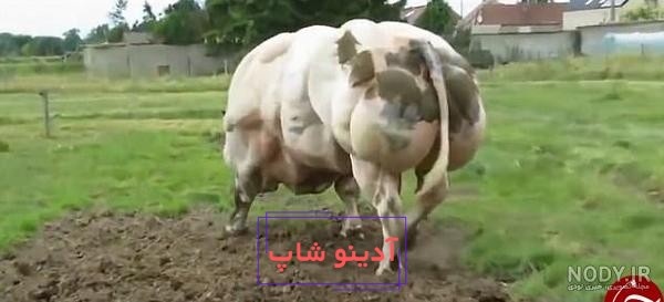 پایگاه خبری تحلیلی آفتاب گچساران