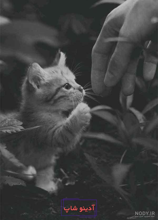 ژست عکس با گربه های ملوس و بانمک