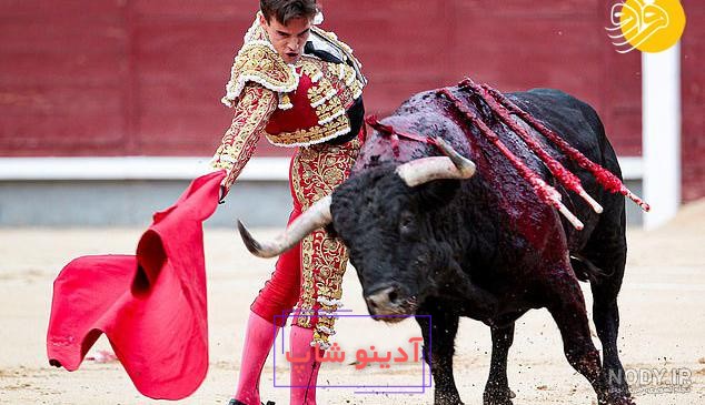 گاور؛ بزرگ‌ترین گاو وحشی جهان که ببر و تمساح از شکار آن عاجز است! (عکس)