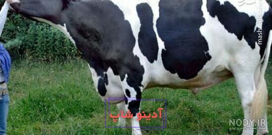 گاوی که با شیرش همه را حیرت زده کرد + عکس