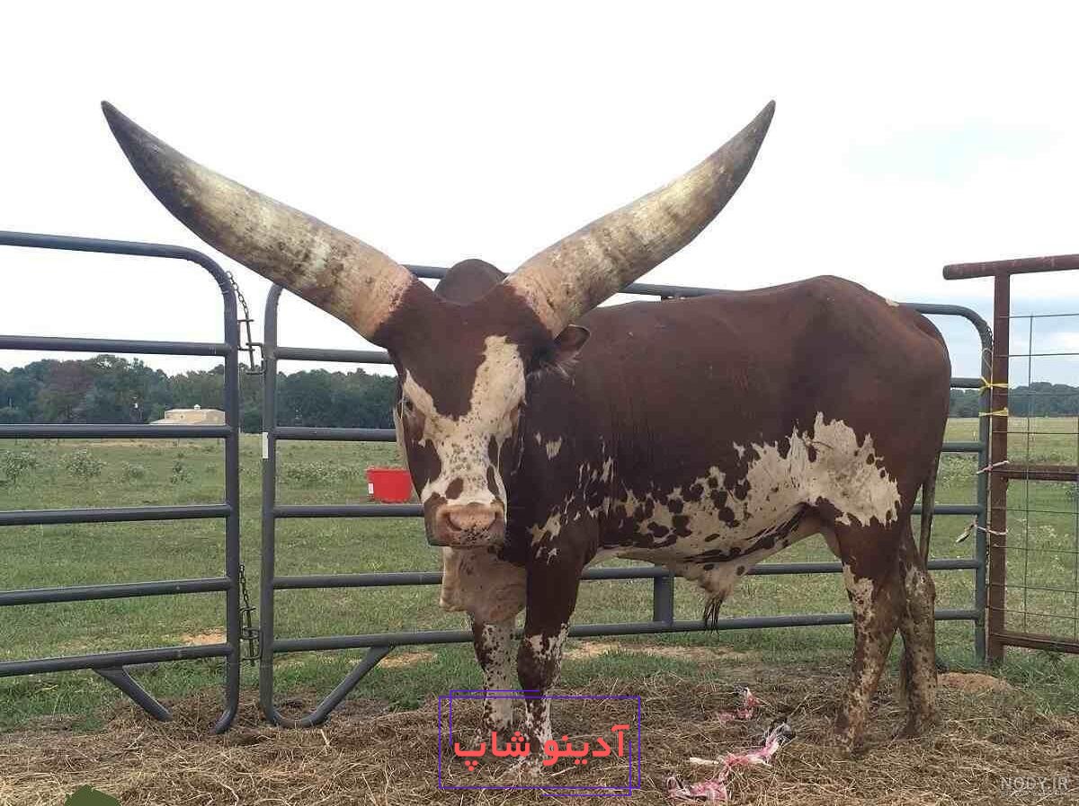 گاوی که بلندترین شاخ جهان را دارد+تصاویر