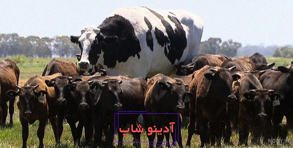 گلچین عکس بانمک و دیدنی گاو نماد سال 1400