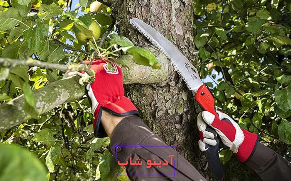 شاخه زن فلکو