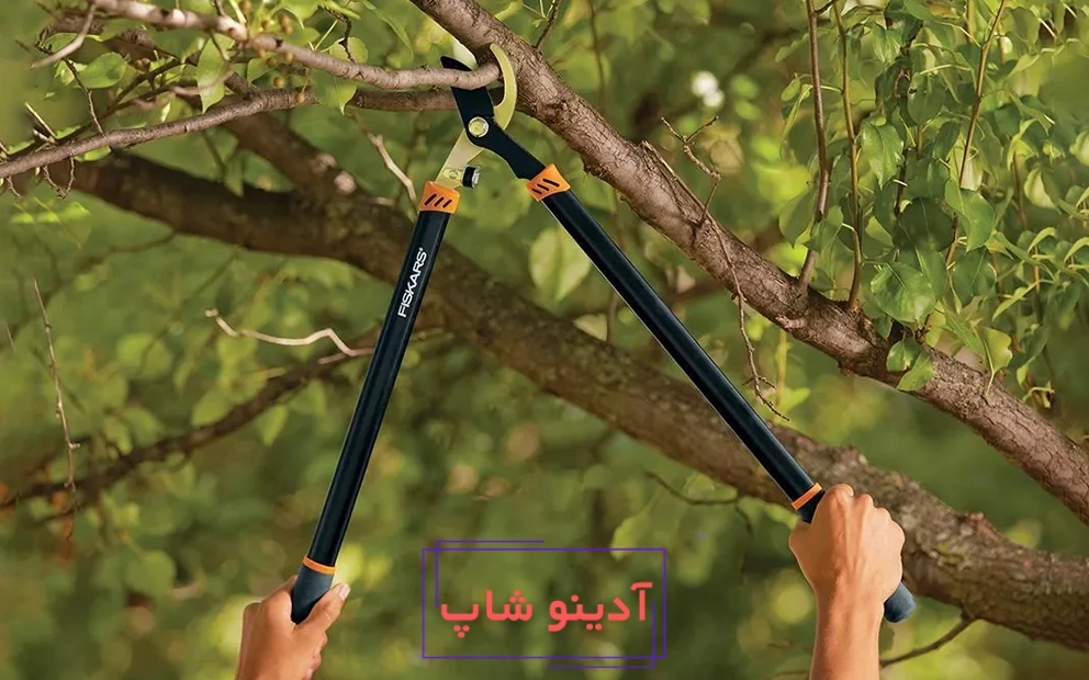 شاخه زن فیسکارس