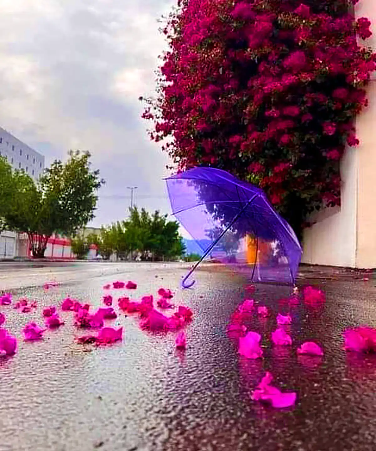 عکس پروفایل چتر و بارون