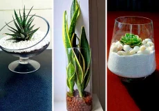 گلدون طبیعی شیشه‌ای و خاص