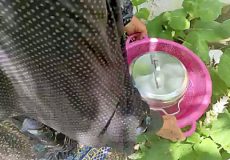 آموزش پخت مرغ شکم‌پر روی ساج به سبک بختیاری