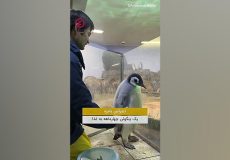 اعتراض بامزه یک پنگوئن چهارماهه به غذا