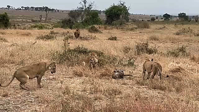 دفاع جانانه یک پلنگ در برابر حمله شیر نر!