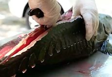 ساندویچ گربه ماهی غول پیکر غذای خیابانی جذاب بانکوک