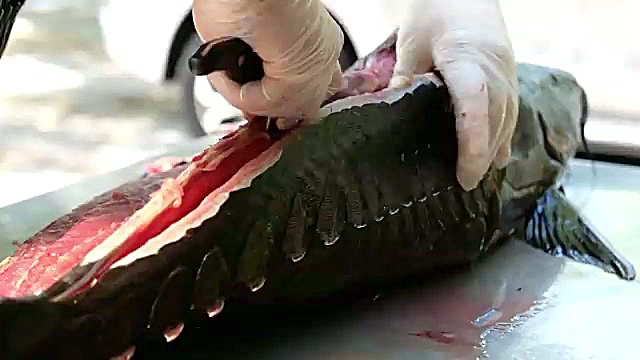 ساندویچ گربه ماهی غول پیکر غذای خیابانی جذاب بانکوک