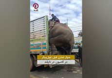 سوار شدن فیل غول پیکر در کامیون در تایلند