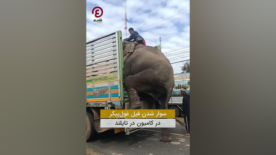 سوار شدن فیل غول پیکر در کامیون در تایلند