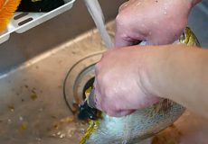 غذای خیابانی ژاپن خرگوش ماهی به دو روش در اوکیناوا