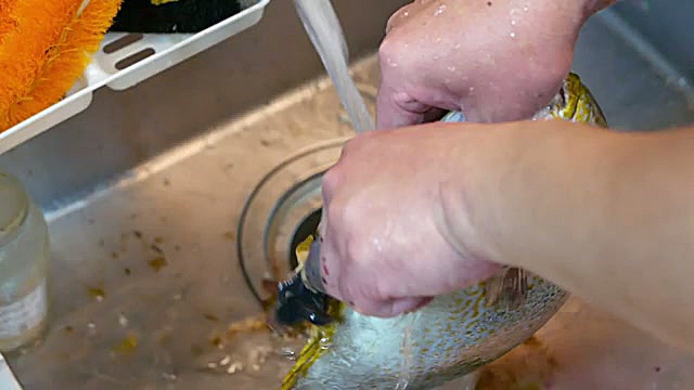 غذای خیابانی ژاپن خرگوش ماهی به دو روش در اوکیناوا