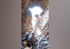 فیلم زیبا از زندگی سه جوجه شاهین در لانه