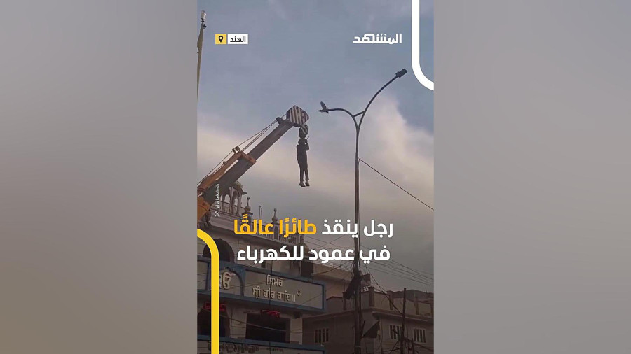 لحظه فداکاری مرد برای نجات پرنده با آویزان شدن از جرثقیل