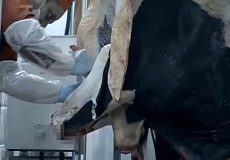 مدرن‌ترین مزرعه گاو جهان در روسیه را ببینید