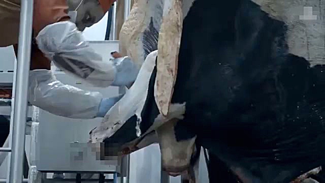 مدرن‌ترین مزرعه گاو جهان در روسیه را ببینید