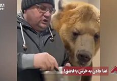 ویدئوی عجیب از غذا خوردن یک خرس با قاشق