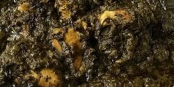 طرز تهیه قلیه مرغ به روش مجلسی و با طعمی بی نظیر