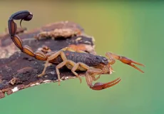 تعبیر خواب عقرب برای دختر مجرد + برای زن متاهل و باردار و دختر مجرد و از دید مولف