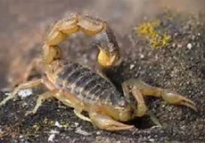 تعبیر خواب عقرب ابن سیرین + برای زن متاهل و باردار و دختر مجرد و از دید مولف