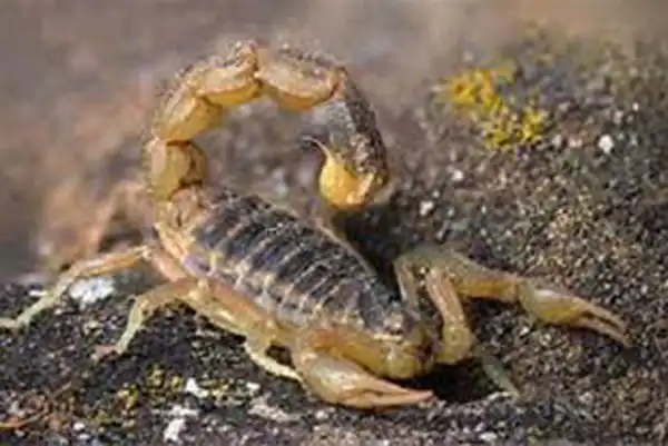 تعبیر خواب عقرب ابن سیرین + برای زن متاهل و باردار و دختر مجرد و از دید مولف