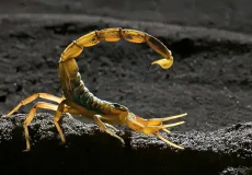 تعبیر خواب عقرب زرد در خانه + برای زن متاهل و باردار و دختر مجرد و از دید مولف