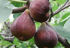 تعبیر خواب انجیر خراب + برای زن متاهل و باردار و دختر مجرد و از دید مولف