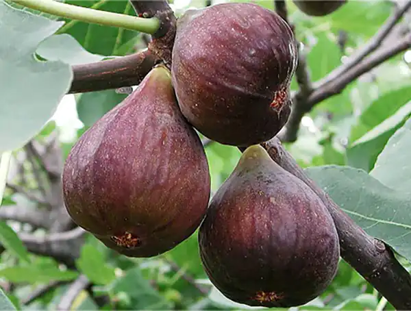 تعبیر خواب انجیر خراب + برای زن متاهل و باردار و دختر مجرد و از دید مولف