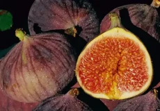 تعبیر خواب انجیر تازه + برای زن متاهل و باردار و دختر مجرد و از دید مولف