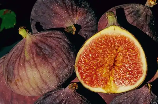 تعبیر خواب انجیر تازه + برای زن متاهل و باردار و دختر مجرد و از دید مولف