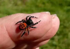 تعبیر خواب عنکبوت ابن سیرین + برای زن متاهل و باردار و دختر مجرد و از دید مولف