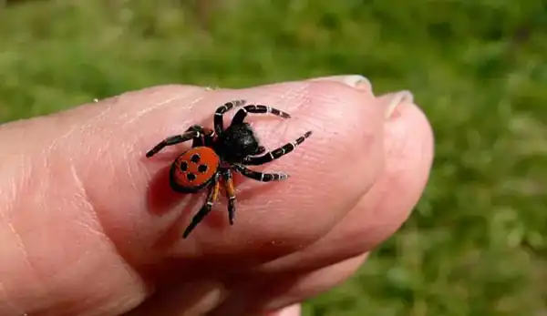 تعبیر خواب عنکبوت ابن سیرین + برای زن متاهل و باردار و دختر مجرد و از دید مولف