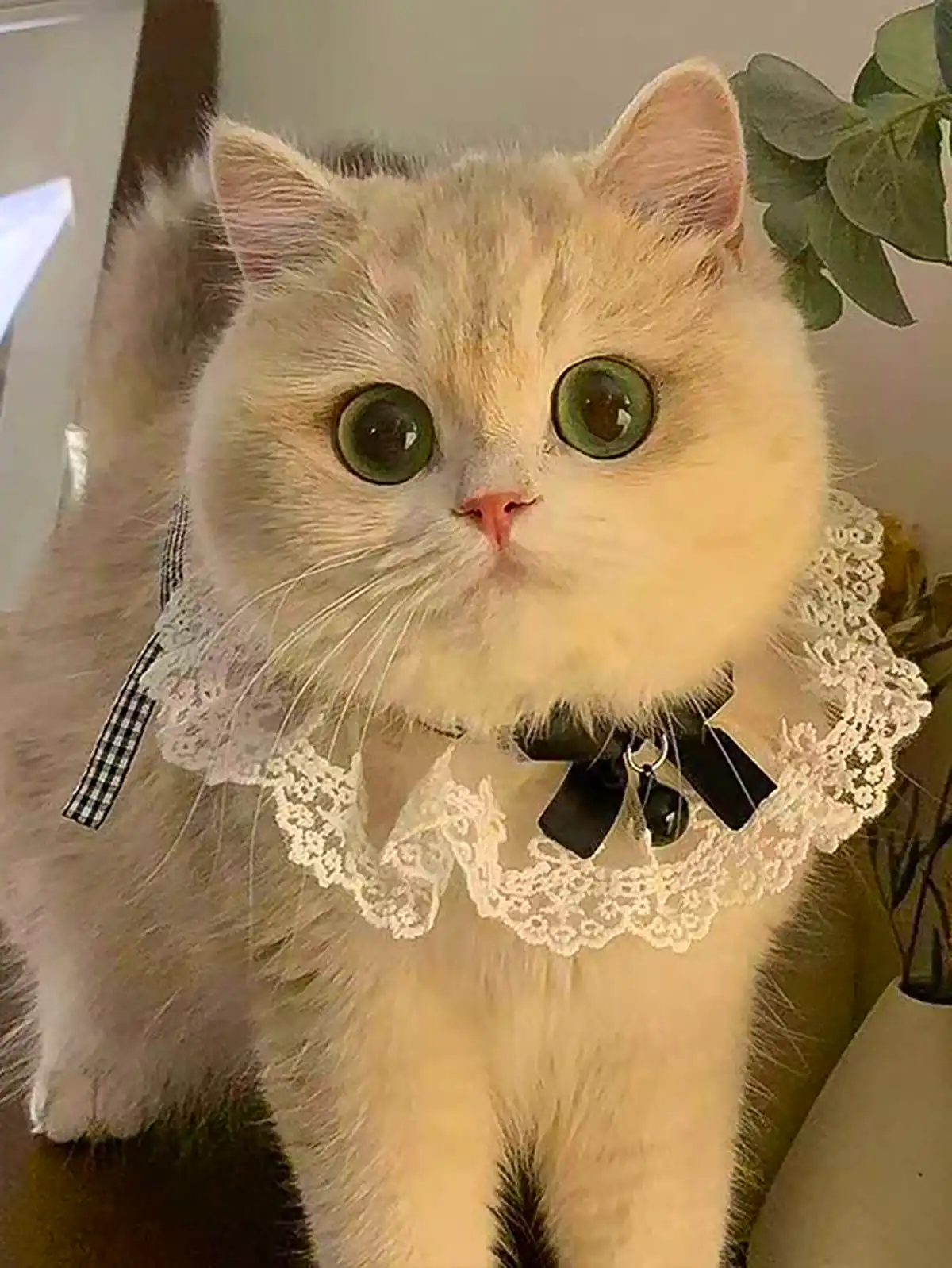 عکس گربه های بانمک