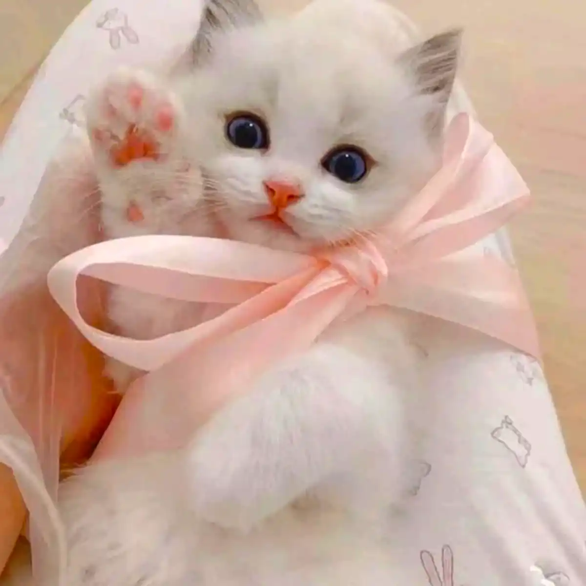 عکس گربه های بانمک