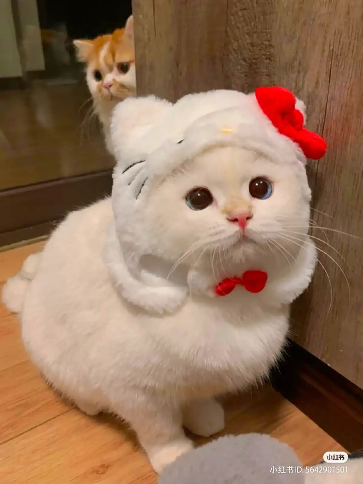 عکس گربه های بانمک