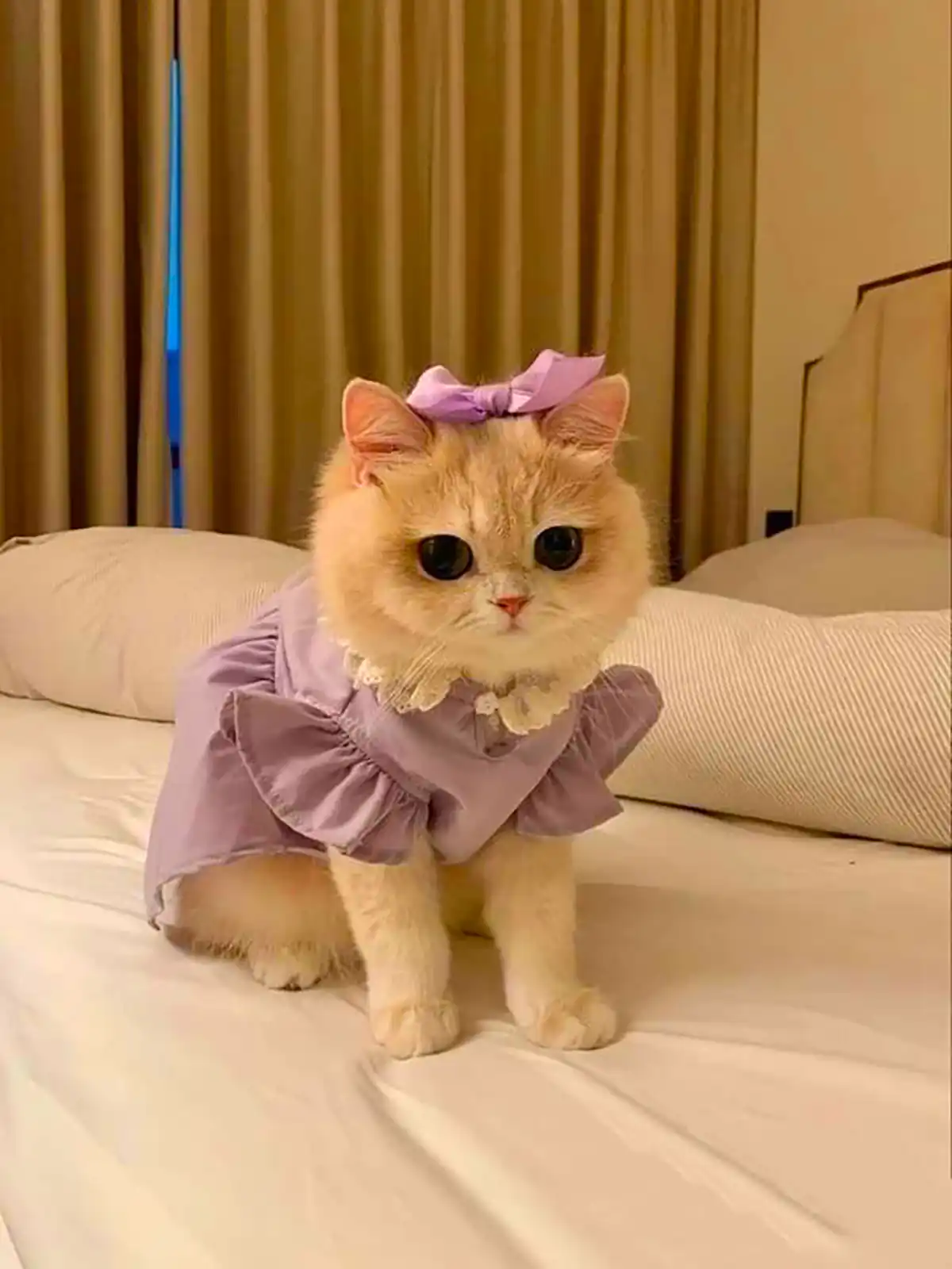 عکس گربه های بانمک