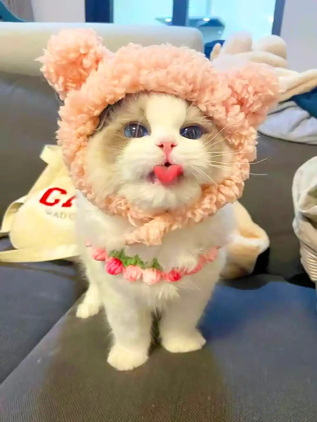 عکس گربه های بانمک
