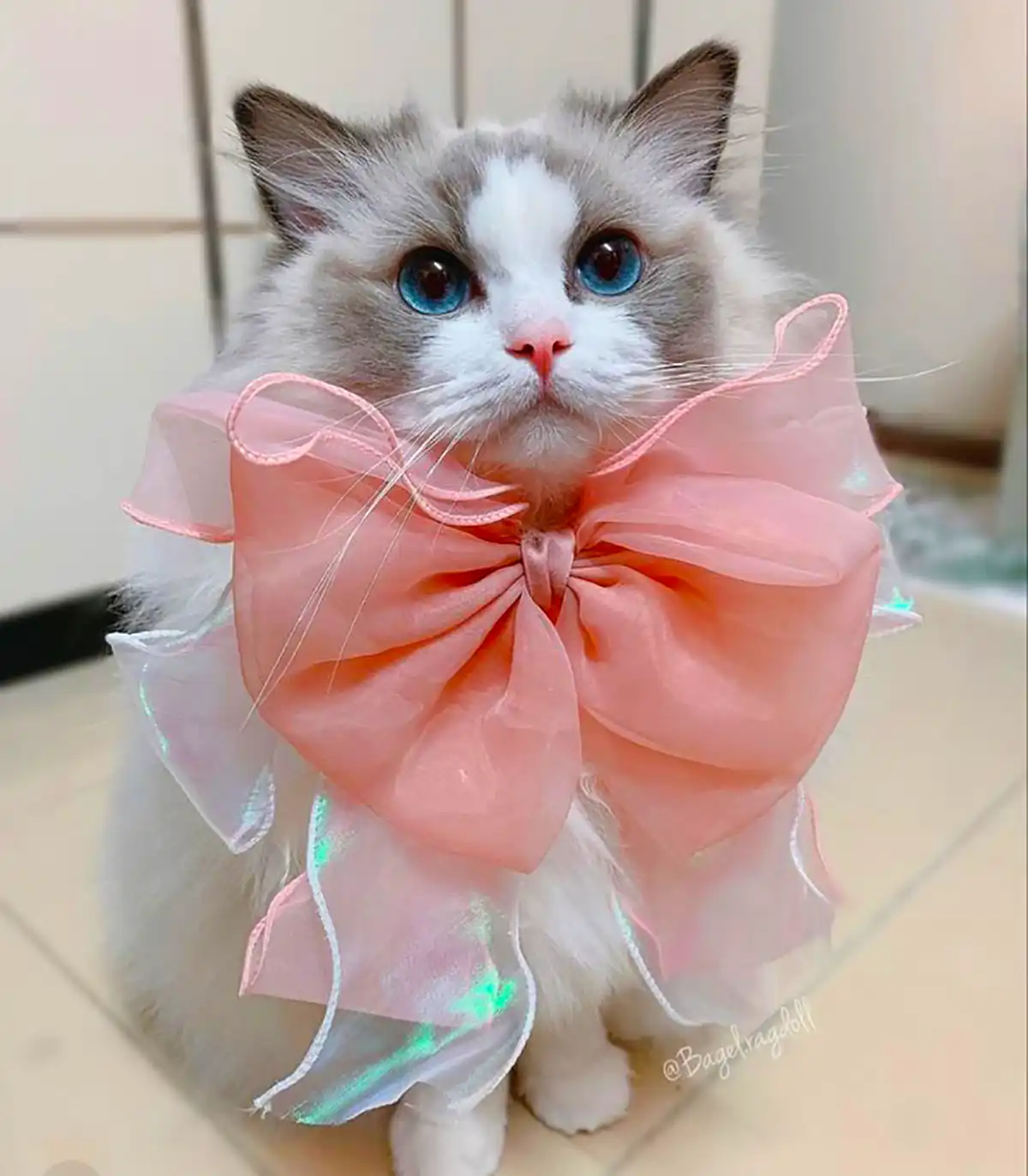 عکس گربه های بانمک