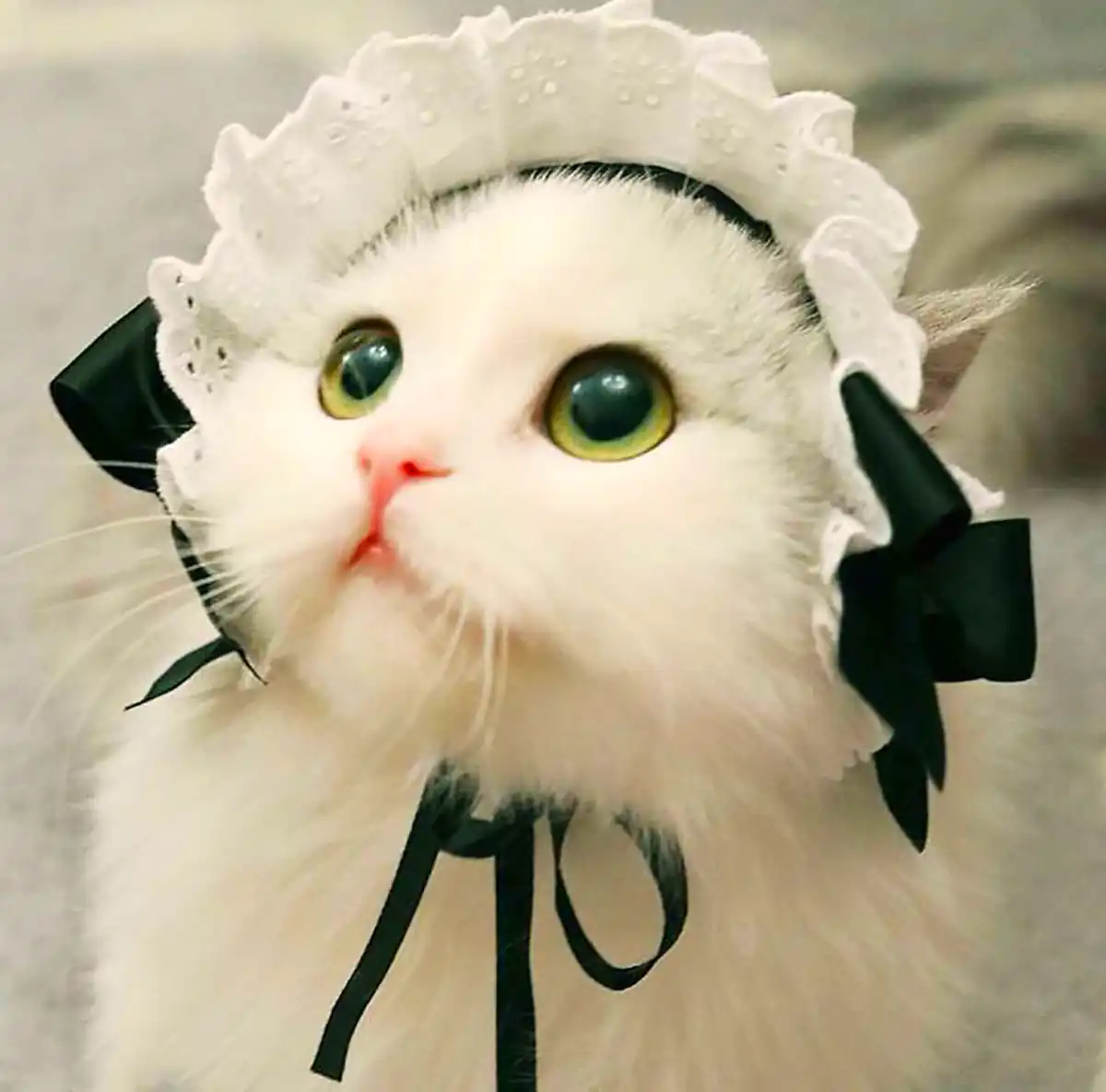 عکس گربه های بانمک