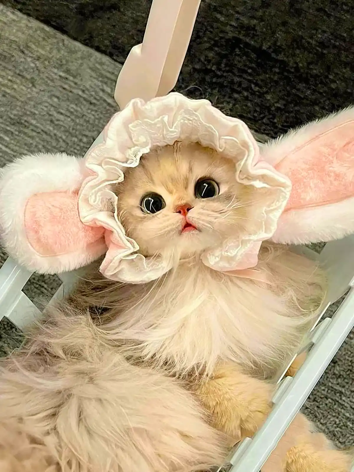عکس گربه های بانمک