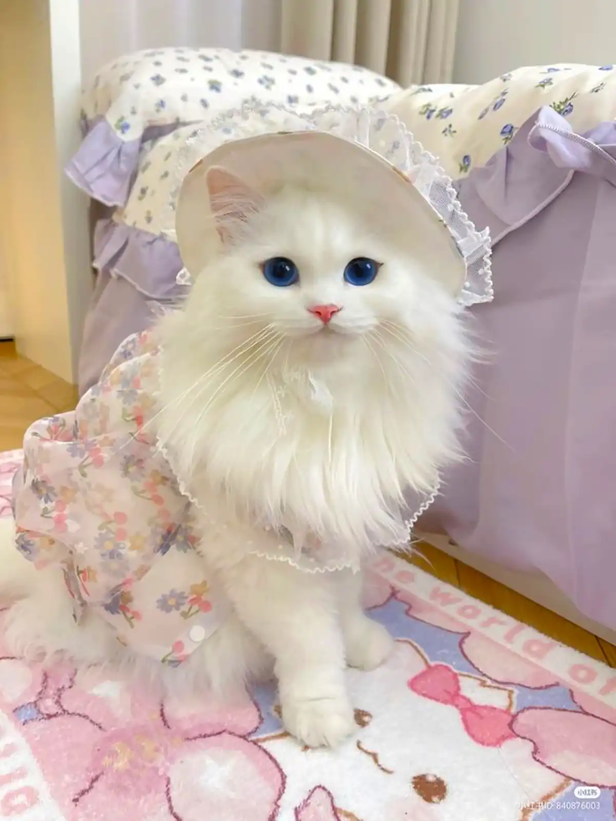 عکس گربه های بانمک