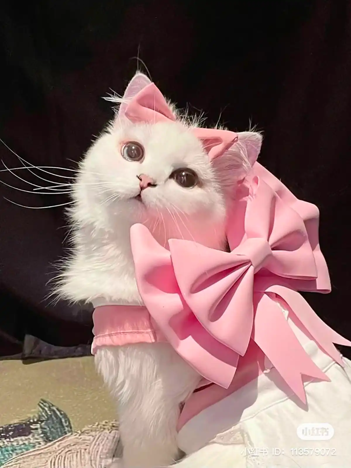 عکس گربه های بانمک